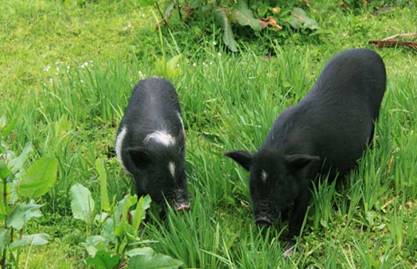 1515059644106951.jpg 1492045XS3520-1Y525