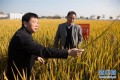 国家科技奖３项授予“水稻科学家”，预示百姓饭碗将发生哪些革命？