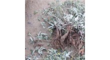 翻白草提取物图1