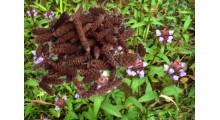 夏枯草提取物-夏枯球提取物图1