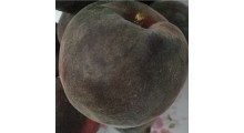 新品种桃苗_哪里有新品种桃苗优良品种_山东黑桃树苗图1