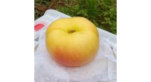 新品种桃苗_哪里有新品种桃苗优良品种_山东黑桃树苗图2