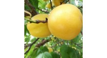杏树苗_杏树苗品种大全_山东杏树苗木图1