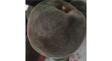 新品种桃苗_黑桃苗_黑桃树苗价格图1