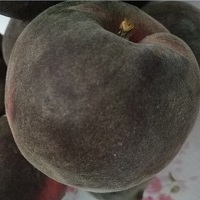 黑桃品种