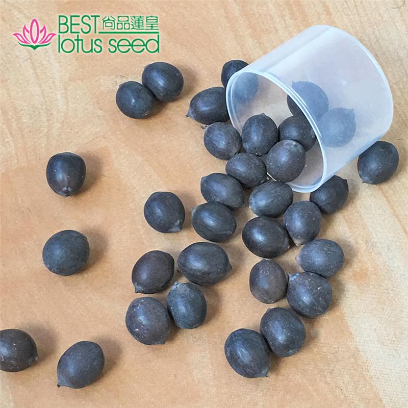 Black Iron Shell Lotus Seeds