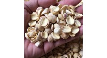 白莲子半边开边莲子 湘莲寸三莲 尚品莲皇产地批发供应图2