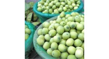 新鲜莲蓬 嫩水果莲子 草莲子老莲子 湘莲 尚品莲皇批发供应图3