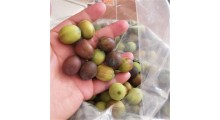 水果莲子 草莲子老莲子麻莲子 湘莲寸三莲 尚品莲皇批发供应图2