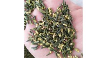 莲子提取物 莲芯莲子芯茶 莲子心莲心茶 尚品莲皇批发供应图3