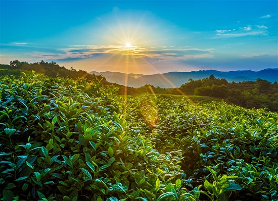 帝泊洱醇粹即溶糯米香普洱茶珍,选用中国·云南省普洱茶地理
