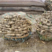 太空莲36号 籽莲藕种苗 莲子种藕苗 基地直发批发供应