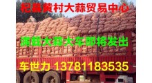 常年供应杞县印尼蒜、扒米蒜及脱水蒜图2