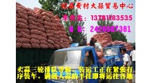 供应杞县蒜米料，质优价廉---杞县黄村大蒜贸易中心图1