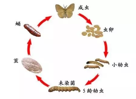 缓慢生长,直至虫体完全干瘪