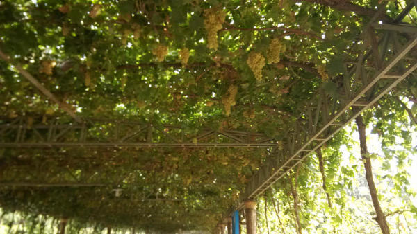 葡萄.jpg 葡萄.jpg