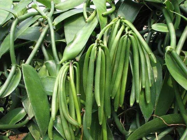 医学博士解读香兰素:国标制定很谨慎,有害、妨碍转奶无科学依据