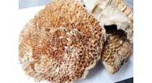 葵花盘提取物 向日葵盘粉图1
