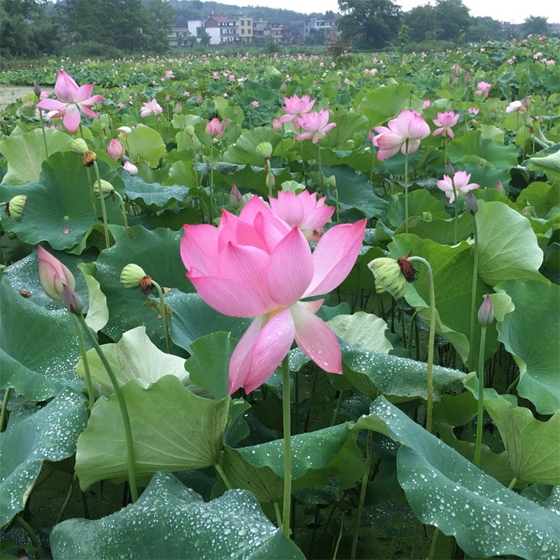 供应鲜荷花莲花束，尚品莲皇16670790853