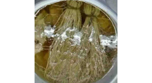 批发餐饮食材500克开胃丝线根龙须草 滋补农产品养肝护心草图2