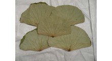 干荷叶 鲜荷叶 食品级及医药级 尚品莲皇产地批发供应图2