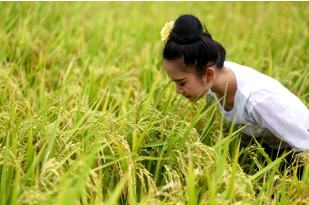 西双版纳勐旺傣香园旗下产品傣族烤酒正式上线苏宁众筹