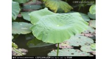 荷叶提取物图1