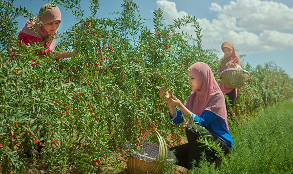 宁夏枸杞产量翻倍，回娘子传承人胡忠庆功不可没