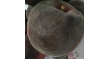 新品种桃树苗黑桃苗批发图1