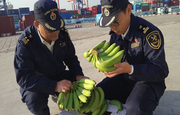 厦门海关在进口香蕉中截获检疫性有害生物新菠