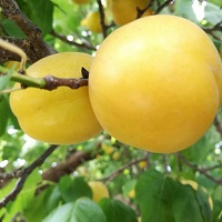 杏树苗品种 个大脆甜丰产香杏树苗批发
