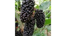 果桑苗品种黑珍珠桑葚苗 玫瑰桑果苗 桂花蜜桑葚树苗批发图1