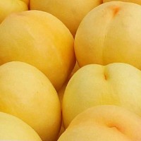 供应桃树苗品种黄桃树苗批发 个大脆甜丰产