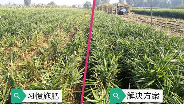 安丘大姜生态种植解决方案（标准）正式发布