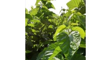 菜桑苗 桑芽菜苗 桑叶菜苗批发图1