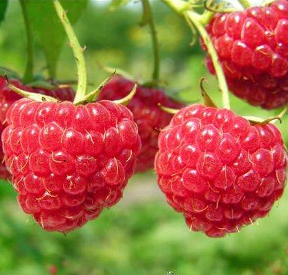 红树莓1