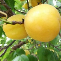 供应杏树苗品种香蜜杏树苗价格