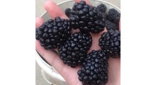 潍坊黑莓苗种植 黑莓树苗价格图1
