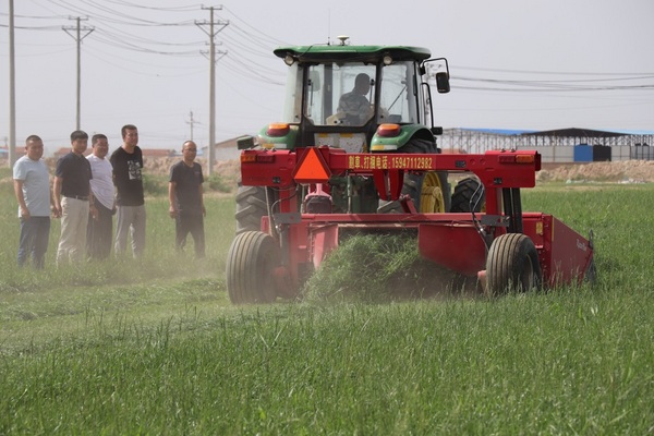 d:\Users\Desktop\蒙牛乳业:强引领 固根基,党建项目激发不竭红色生产力\蒙牛奶源质量技术管理中心党支部与牛牛营党支部成员检查黑麦草收获.jpg