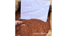 家用五谷杂粮 皇家红藜麦厂家批发图3