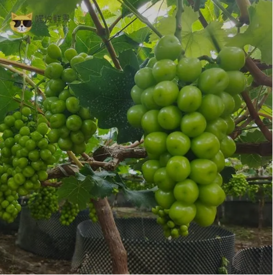 QQ截图20210802104205