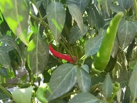 微信图片_20210730102927