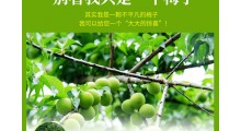 同富康青梅发酵果OEM贴牌代加工图2