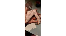 常州新鲜鸭翅，苏州冷冻鸭翅图1