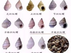 注意！这样的螺，禁止食用和购买