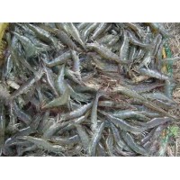 进口古巴南美白对虾的检验检疫要求