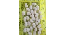 江珧贝柱 单冻带子肉 江瑶贝海丞相宴席食材广东带子肉加工图3