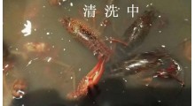 小龙虾牡蛎螃蟹斑节虾超声波食品清洗机图2