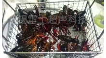 小龙虾牡蛎螃蟹斑节虾超声波食品清洗机图4