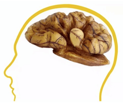 专家实证核桃提升记忆力，六个核桃打开脑营养补充新方式